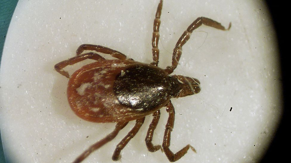 Deer tick - the main carrier of Lyme disease - seen under a miscroscope,
