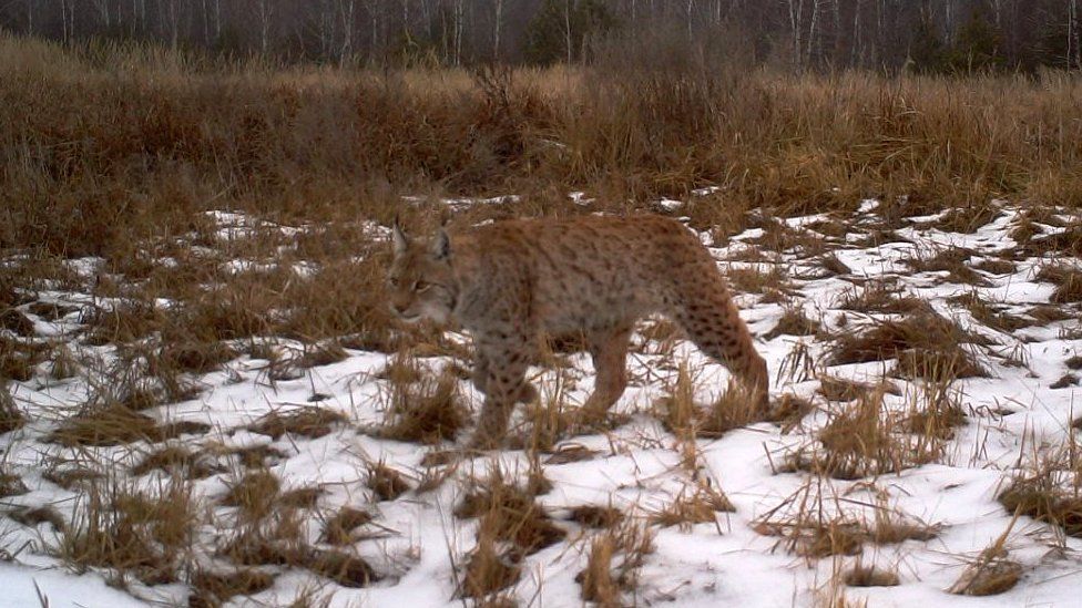 Lynx in the Chernobyl exclusion zone