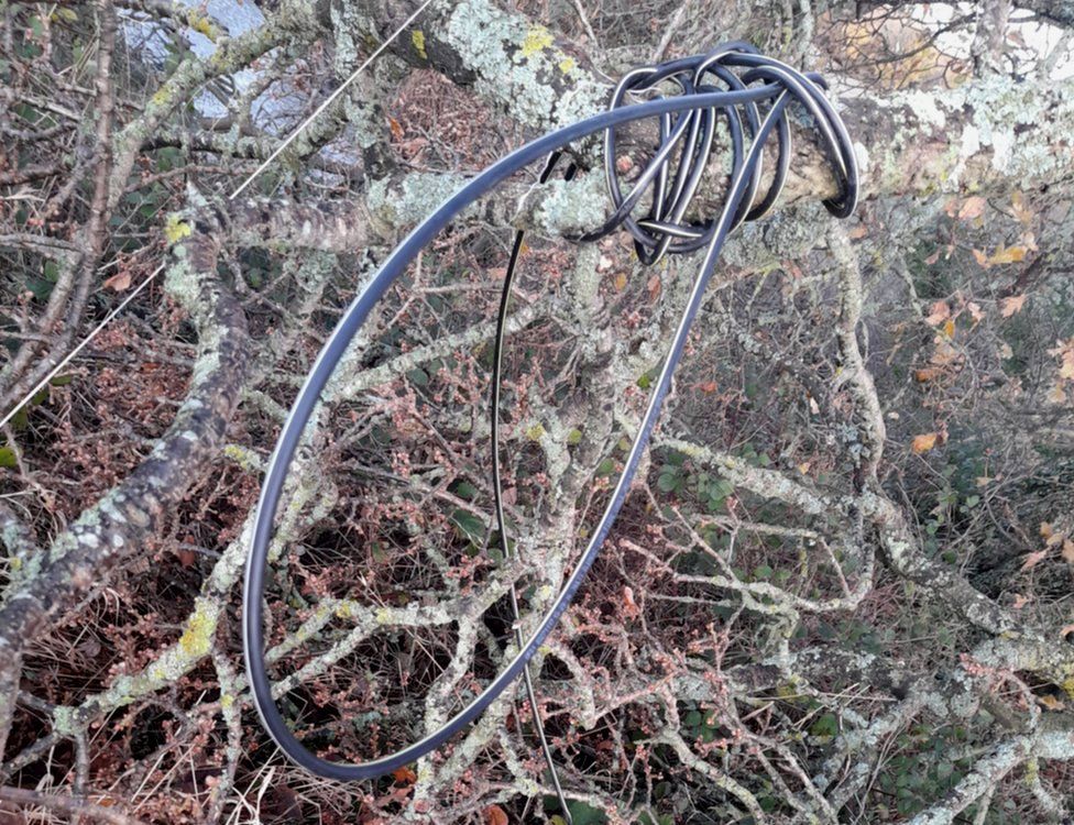Power cable wrapped round branch