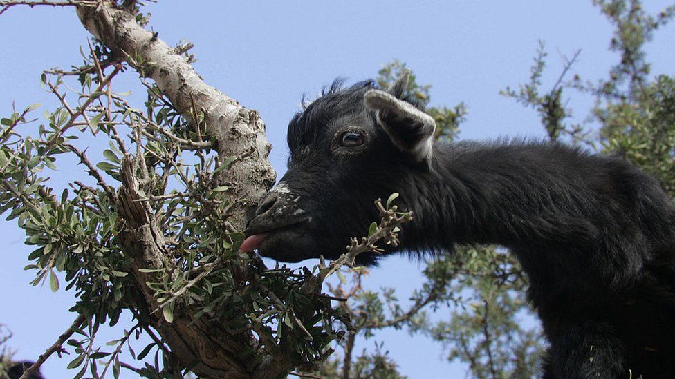 Goat on a tree