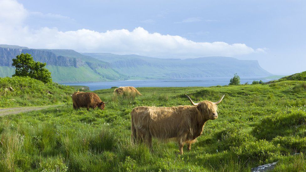 Gia súc trên đảo Mull
