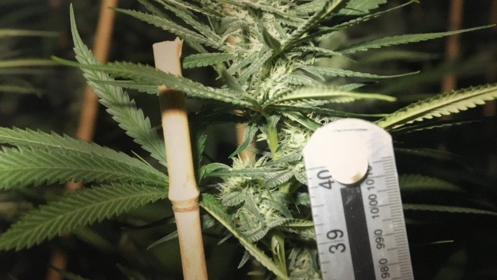 A cannabis plant and a ruler to measure it