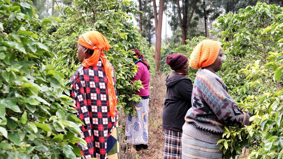 Women picking coffee in Othaya area of Nyeri town