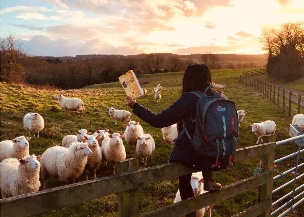 A woman reads to sheep