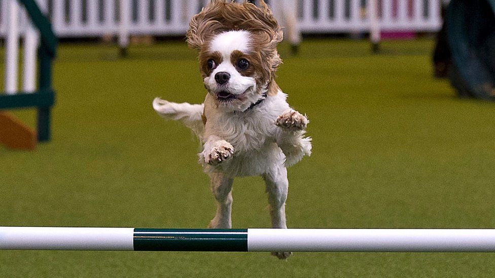 A dog competes in the agility competition