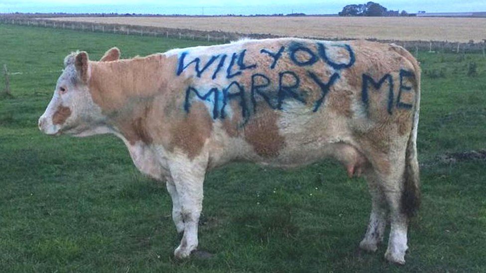 Marriage proposal on side of cow