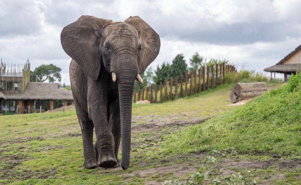 sutton-the-elephant-moves-from-west-midland-safari-park-to-zoo-bbc-news