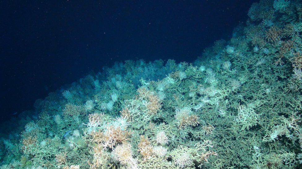 Coral reef on seamount