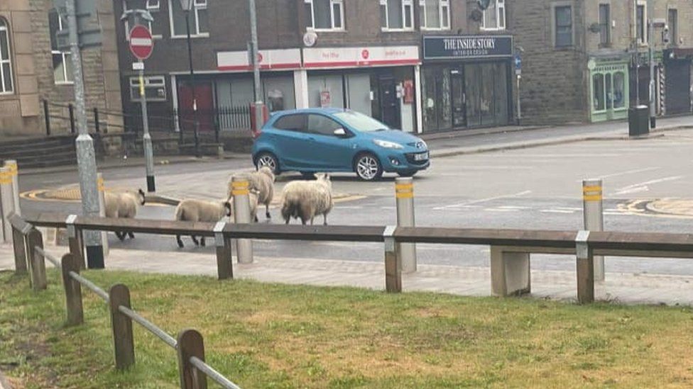 People are worried the sheep will cause a traffic accident