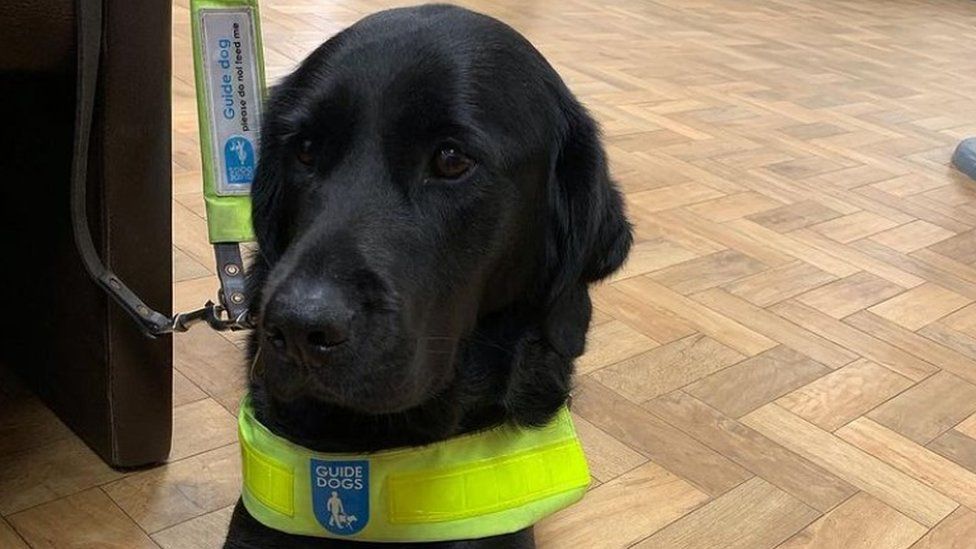 Willow the guide dog