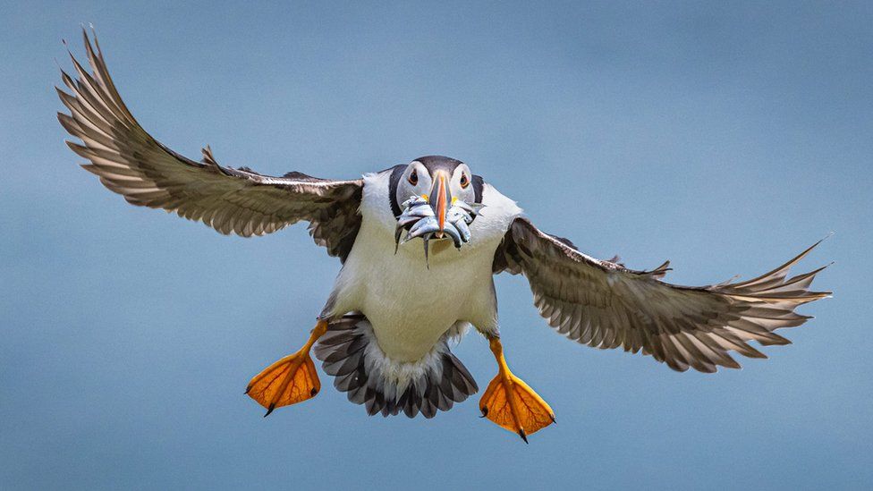 Flying puffin with fish in its beak