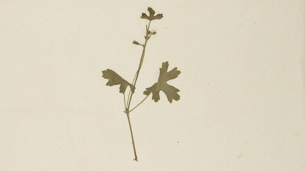 A specimen of Pelargonium