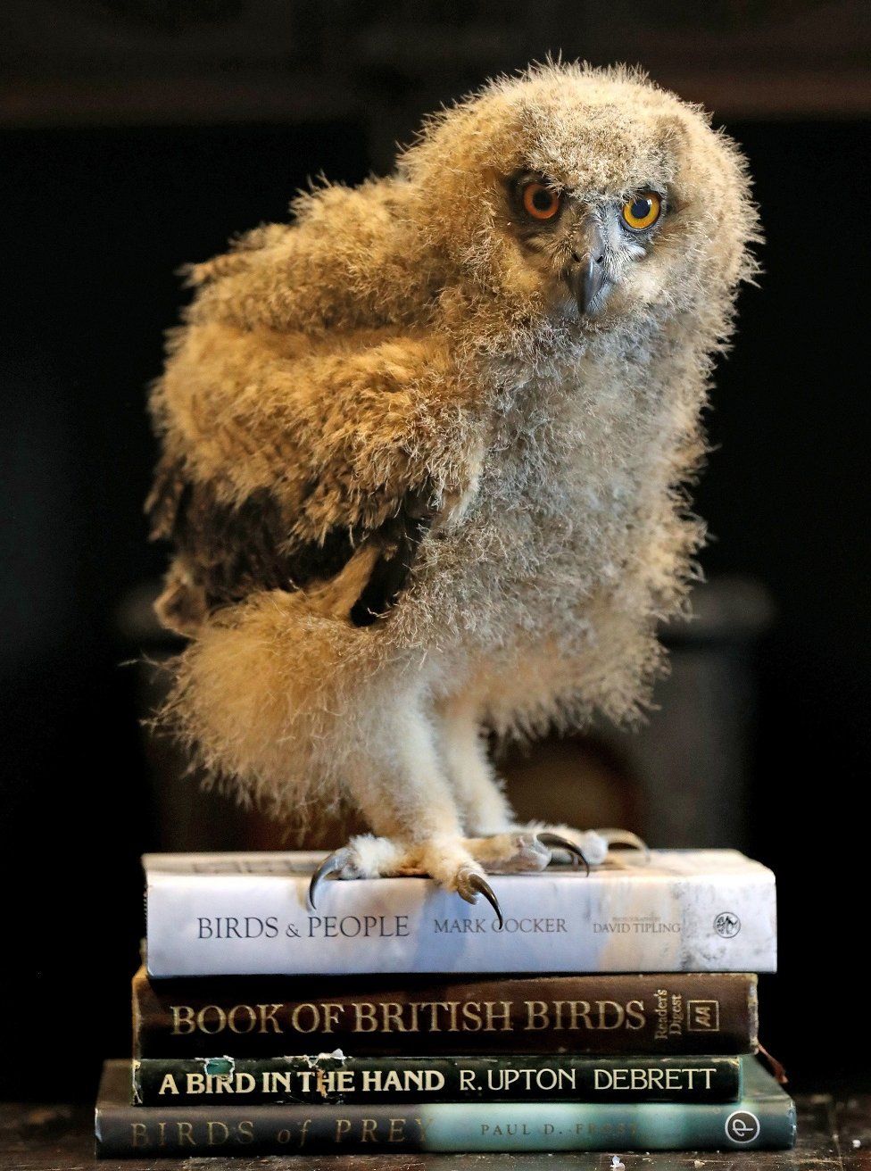 Benedict the owl on a pile of books