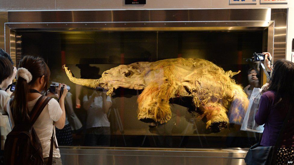 People taking photos of the body of a 39,000-year-old woolly mammoth on display