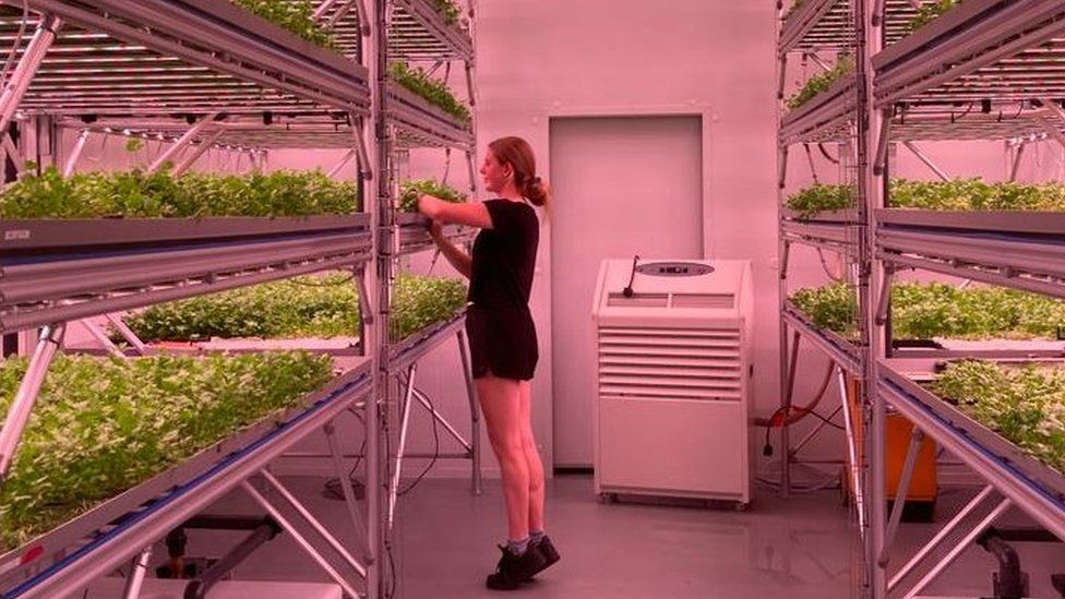 A girl attending to crops in a vertical farm