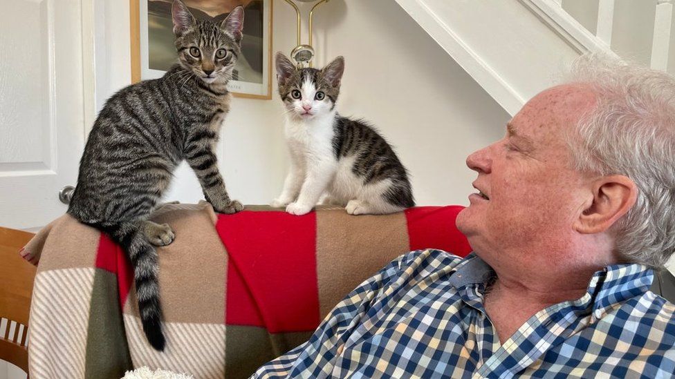 Two cats sit on a sofa looking at the camera with a man looking at them