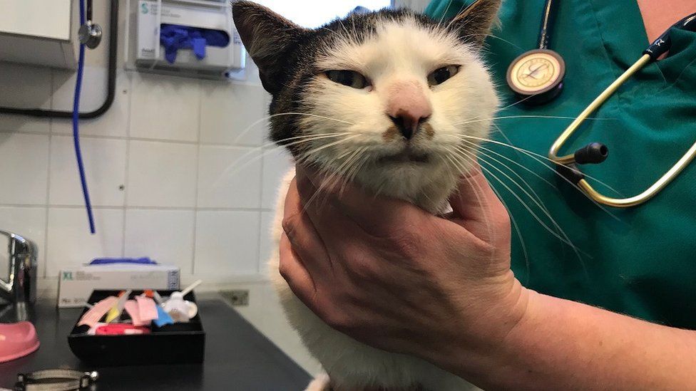 The black and white tabby who was dumped in a bin