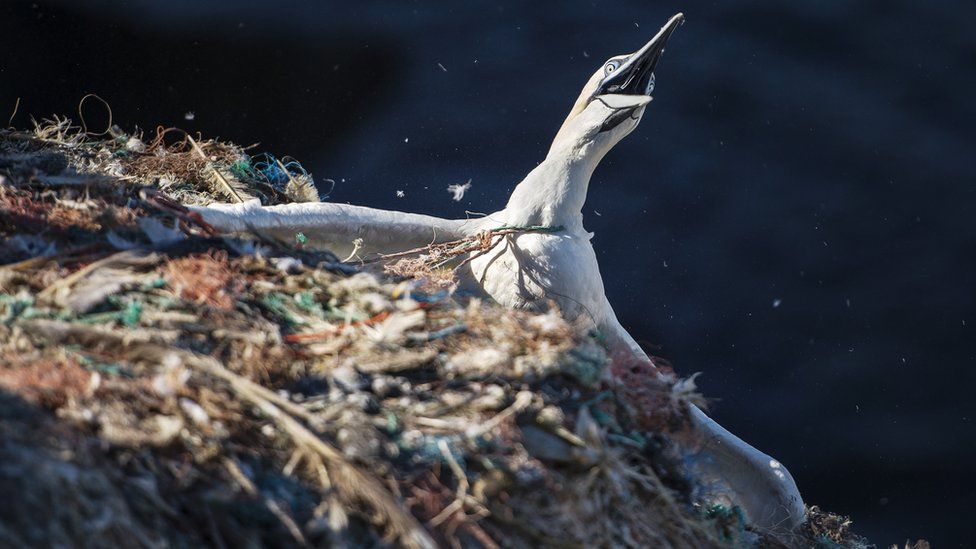 A gannet trapped in plastic fishing netting