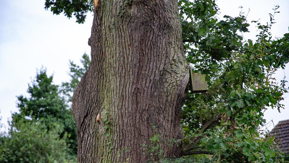 An at-risk 600-year-old oak tree in Peterborough.