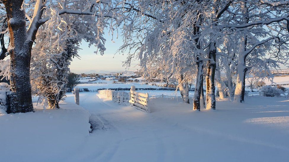 Snow covered garden and trees