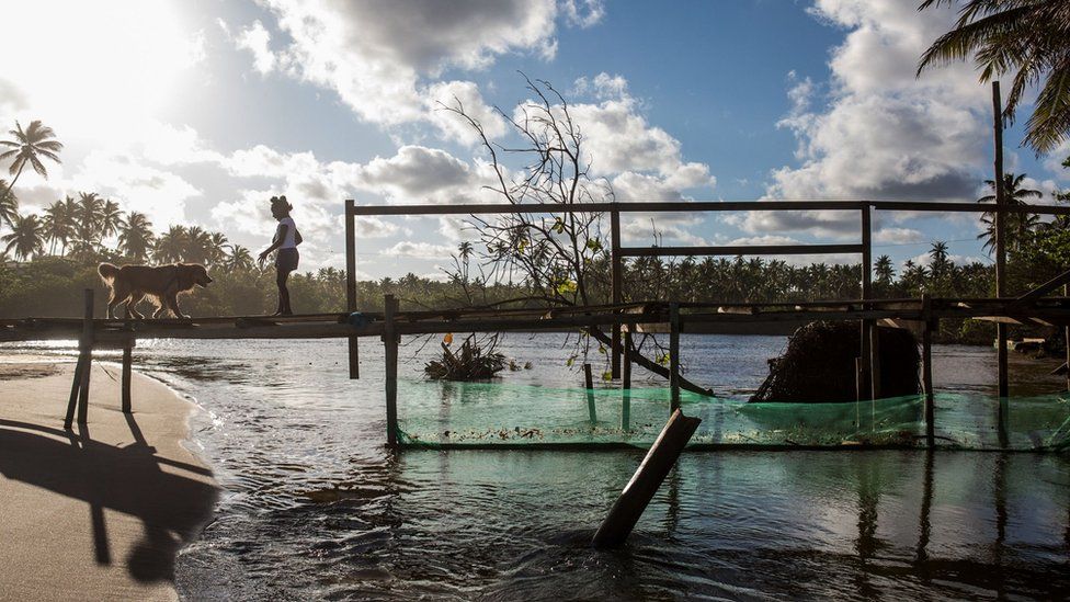 A woman and a dog remain on a bridge with a net placed under it to try to block oil from reaching a river after an oil spill at the Imbassai beach, Mata de Sao Joao municipality, Bahia