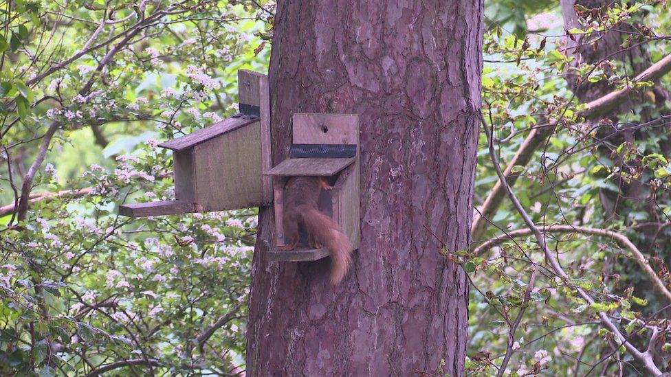 Red squirrels breeding in Carnfunnock Country Park BBC News