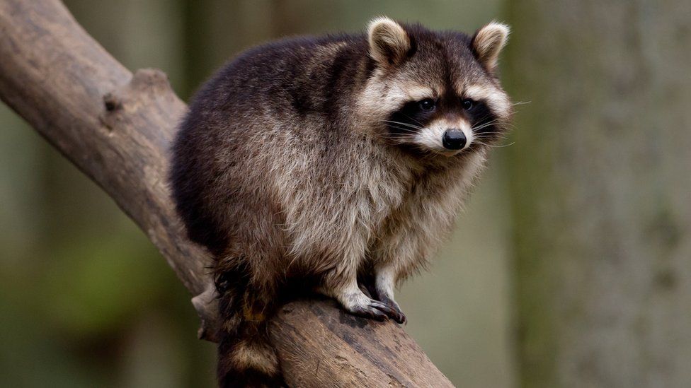 A raccoon in a zoo
