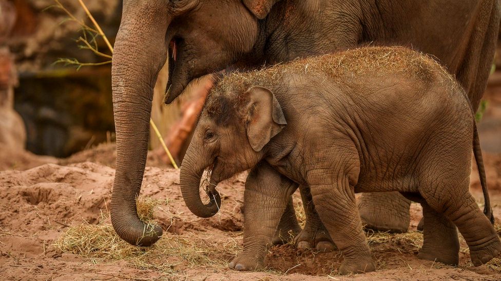 Elephant calf at Chester Zoo