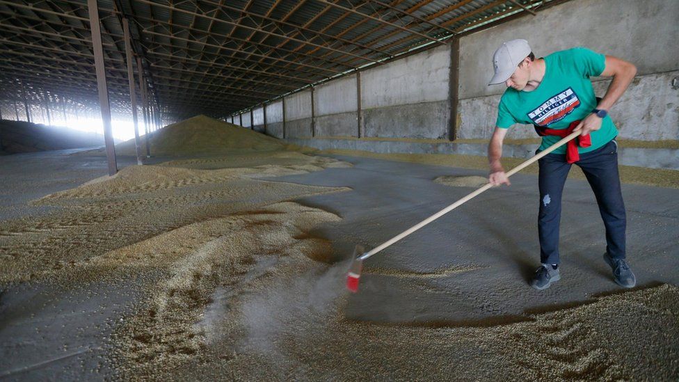 A Ukrainian farmer mixes barley grain at a magazine after harvest in Odesa area, Ukraine, 22 June 2022