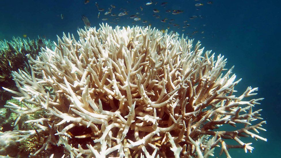 White, bleached coral on the Great Barrier Reed in 2017