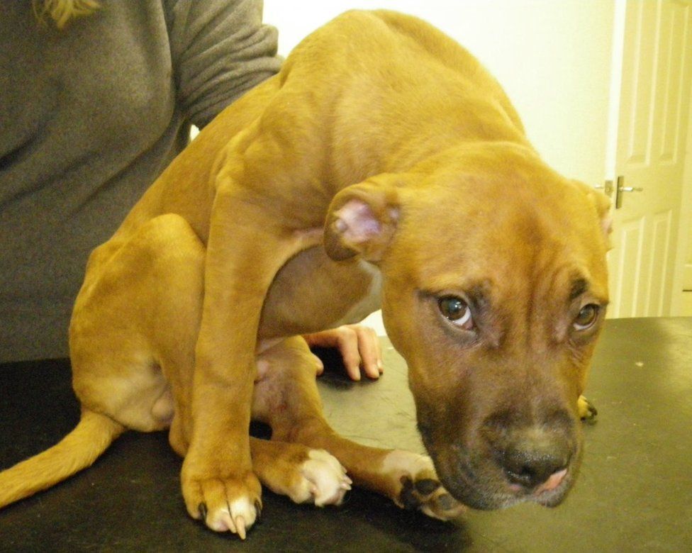 Ralph shortly after being rescued