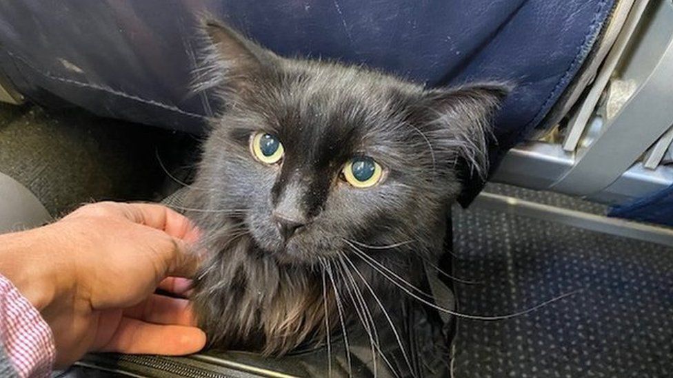 Sasha the cat is pictured en route to Portland