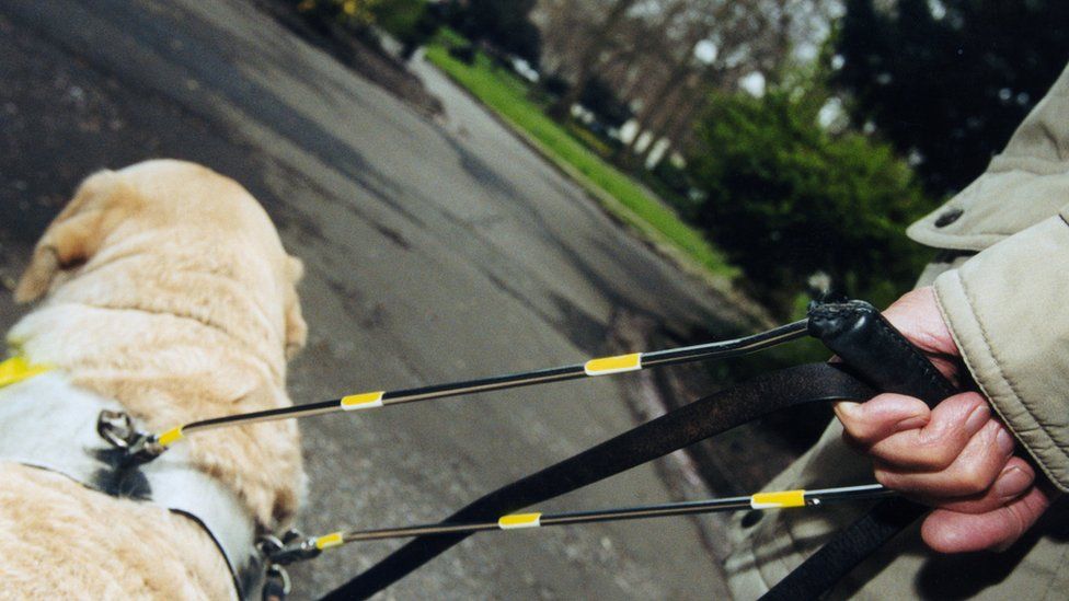 A guide dog leading an individual along a path