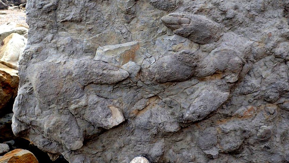 Dinosaur footprints near Hastings