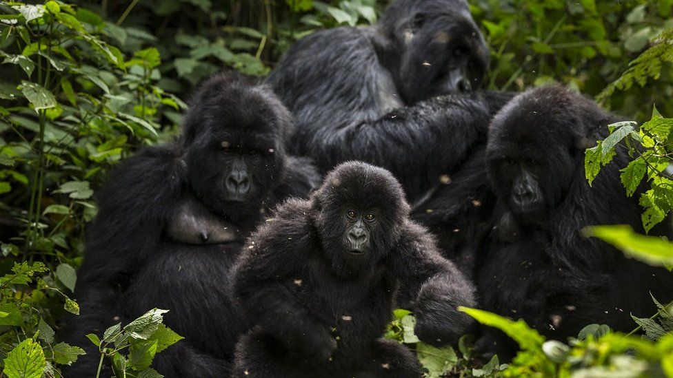 The Bageni family in the gorilla sector of Virunga National Park, on August 6, 2013 in Bukima, DR Congo