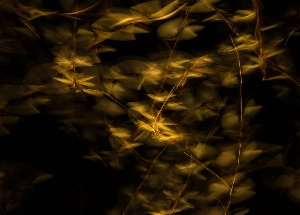 Размытое фото летающего термитов
