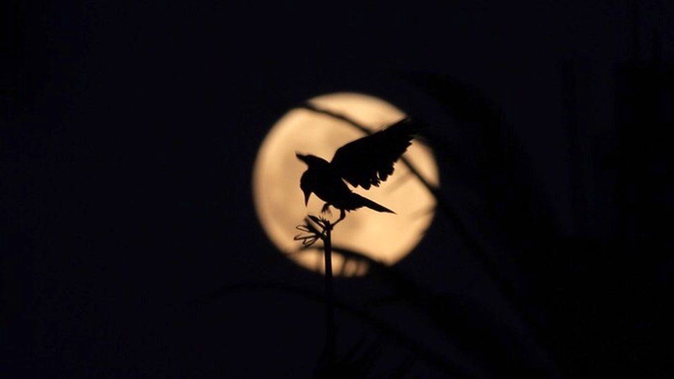 A picture taken in Cairo's Al-Azhar Park shows a bird silhouetted against a golden moon