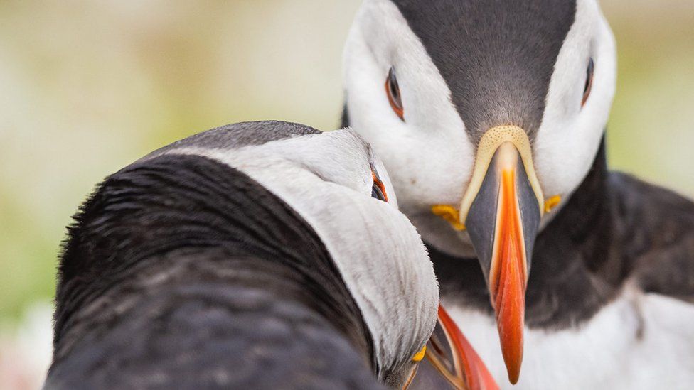 Close-up of two puffins