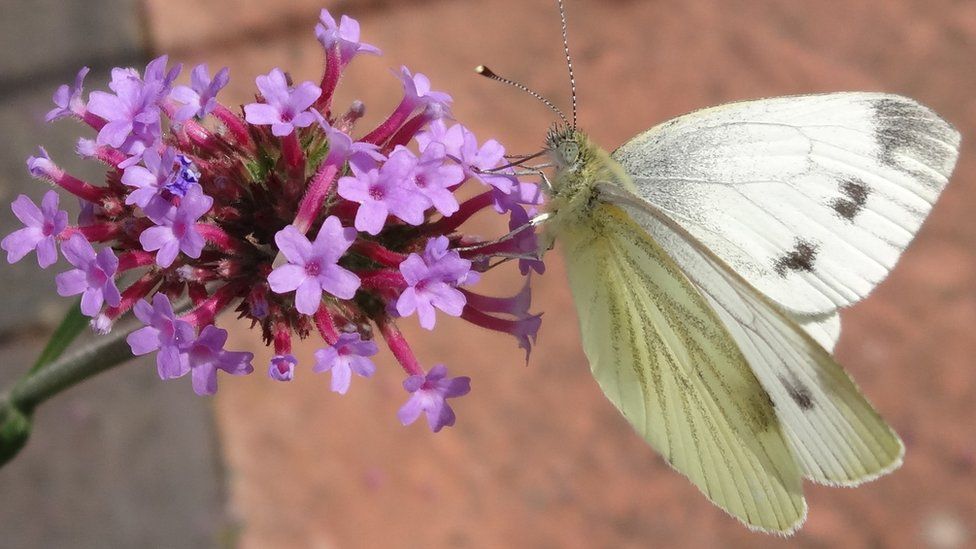 A small white butterfly is perched on a vivid purple flower.