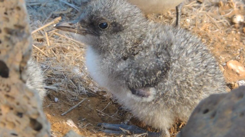A sooty tern chick on Ascension