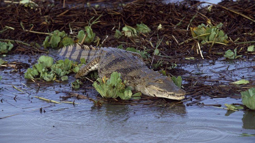 Crocodile on banks of Lake Baringo