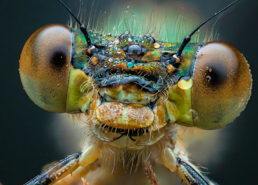 Close up of an insect