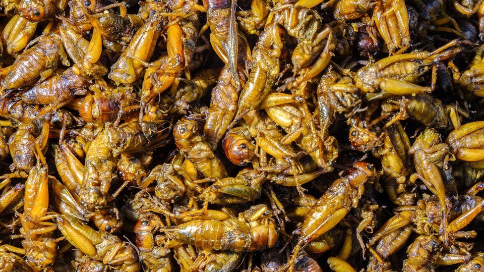 Fried locusts and grasshoppers