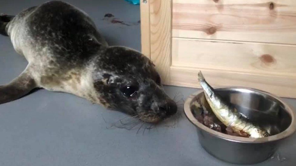 Seal pup and whole fish in feeding bowl