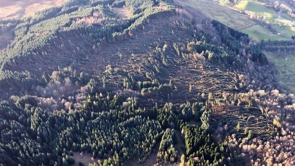 Forest damage near Kinbuck, Stirling