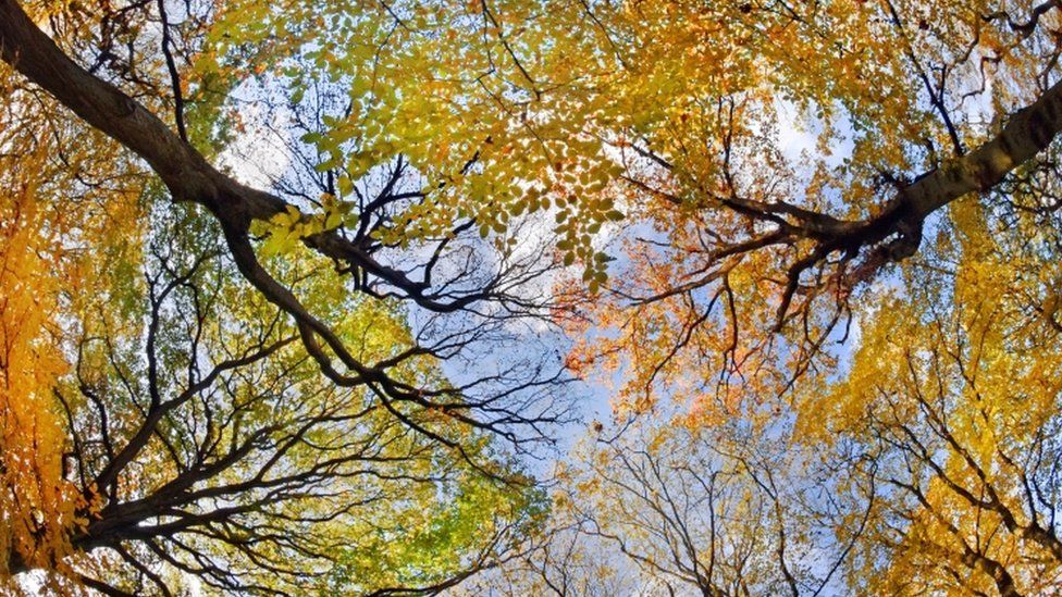 Autumn tree canopy