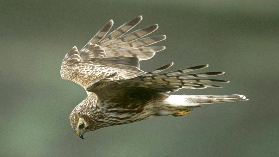 Hen harrier in flight