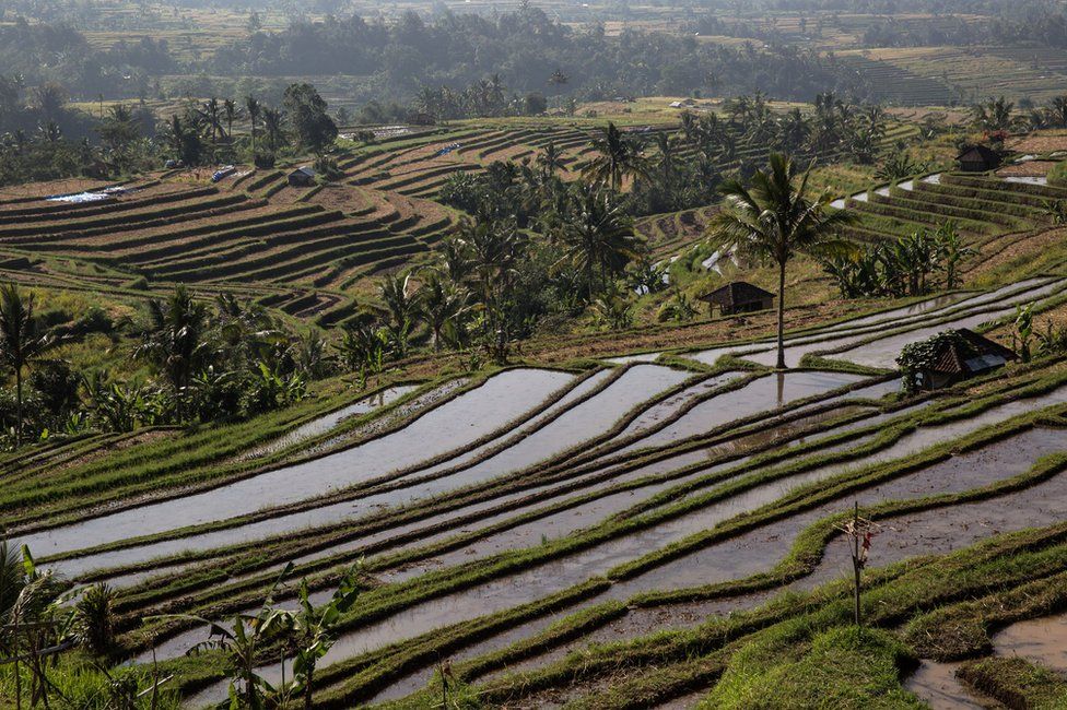Terraced rice fields with a traditional irrigation system in Jatiluwih, Bali