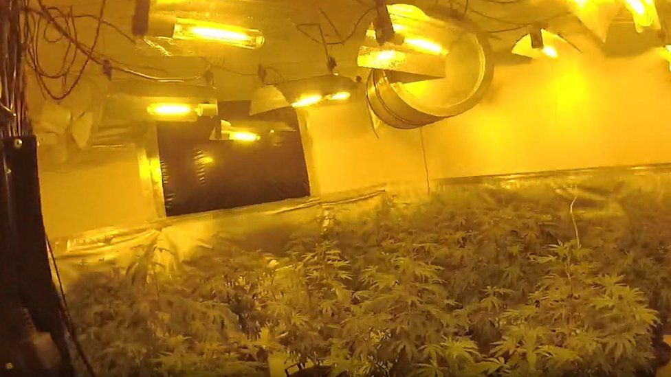 Cannabis growing under lights in a small room