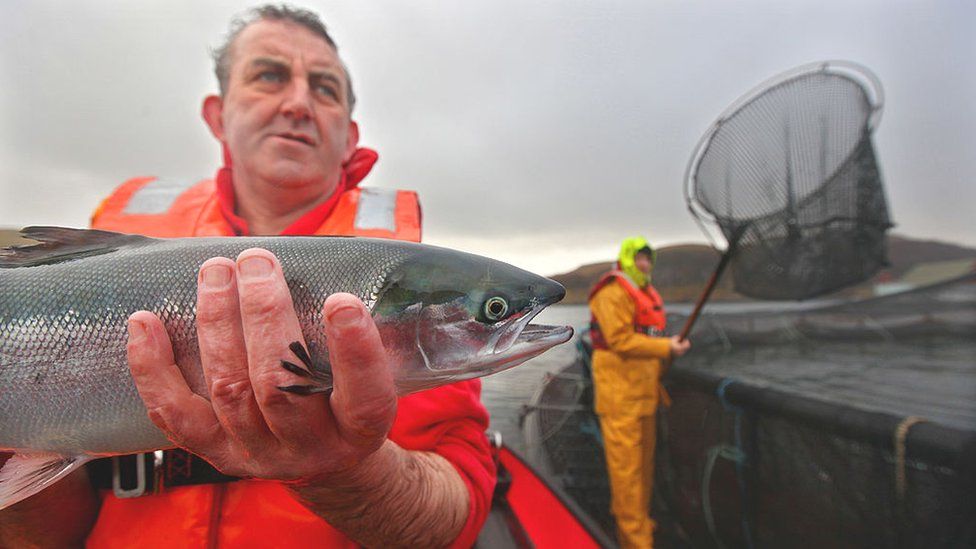 fish farming in Scotland
